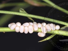 Libelloides-macaronius_яйцекладка_1